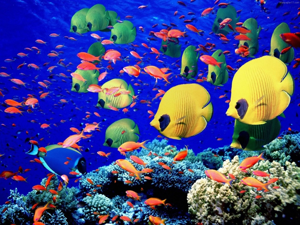 Colorful-Underwater-Fish-Wallpapers-9.jpg