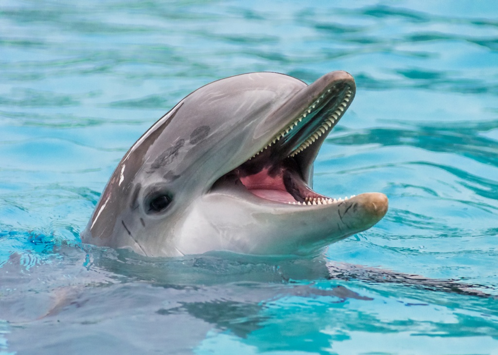 "Дельфин"