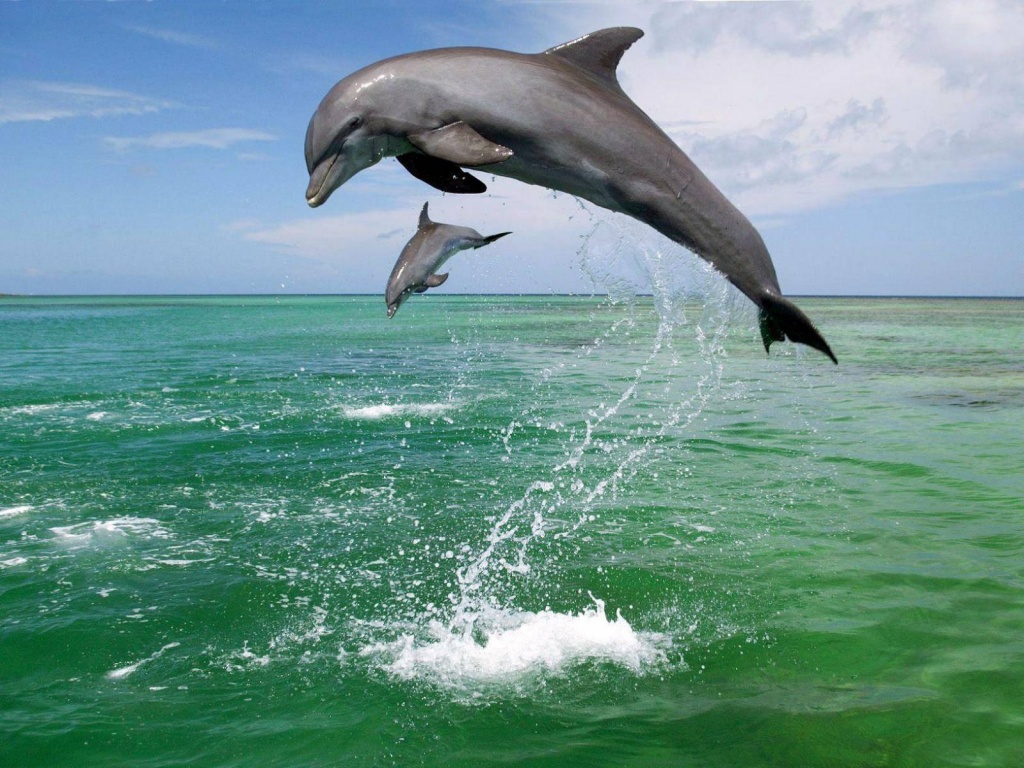 Дельфин 1delfiny_na_more_zhivotnyh_1600x1200.jpg